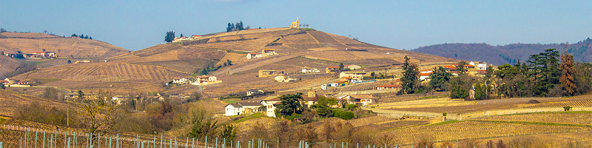 Beaujolais - vinice v zimě